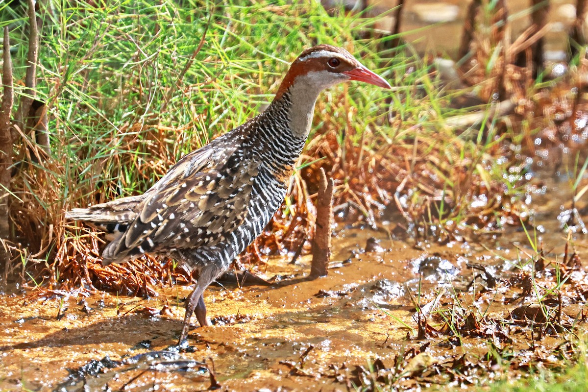 Buff-banded Rail - ML640850421