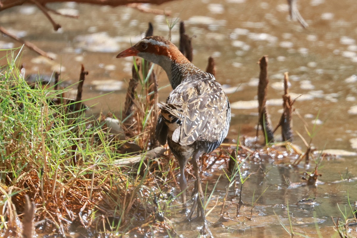 Buff-banded Rail - ML640850422