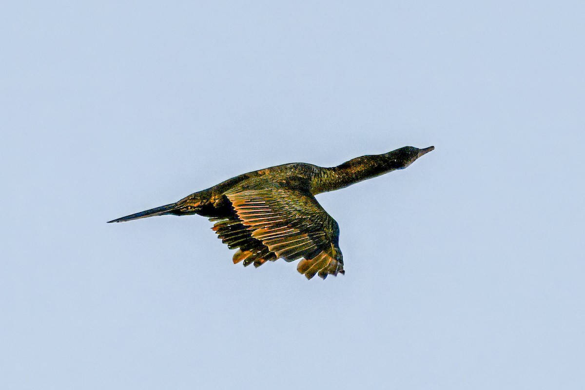 Neotropic Cormorant - ML640850447