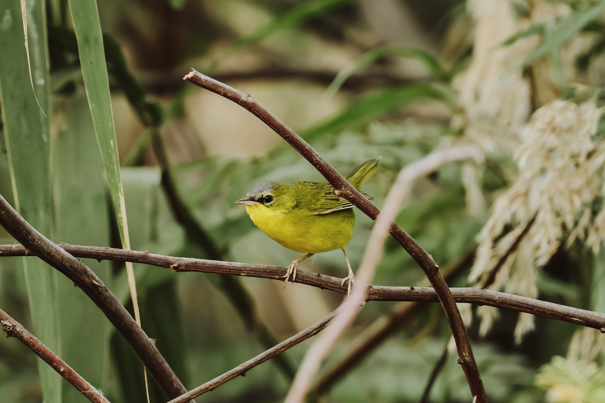 Black-lored Yellowthroat - ML640850562