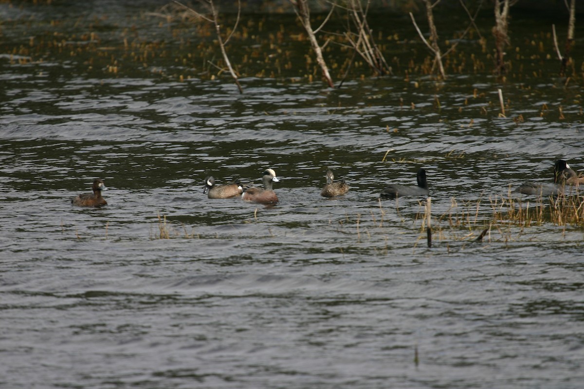 American Wigeon - ML640850565