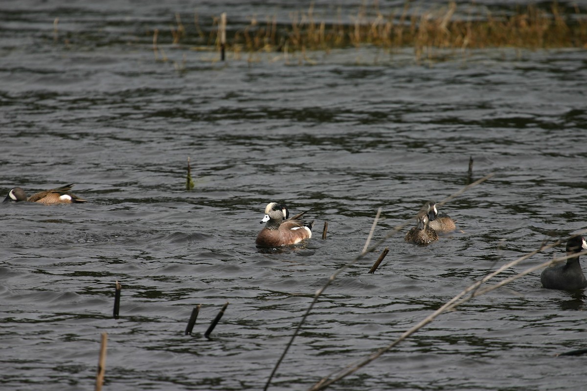 American Wigeon - ML640850569