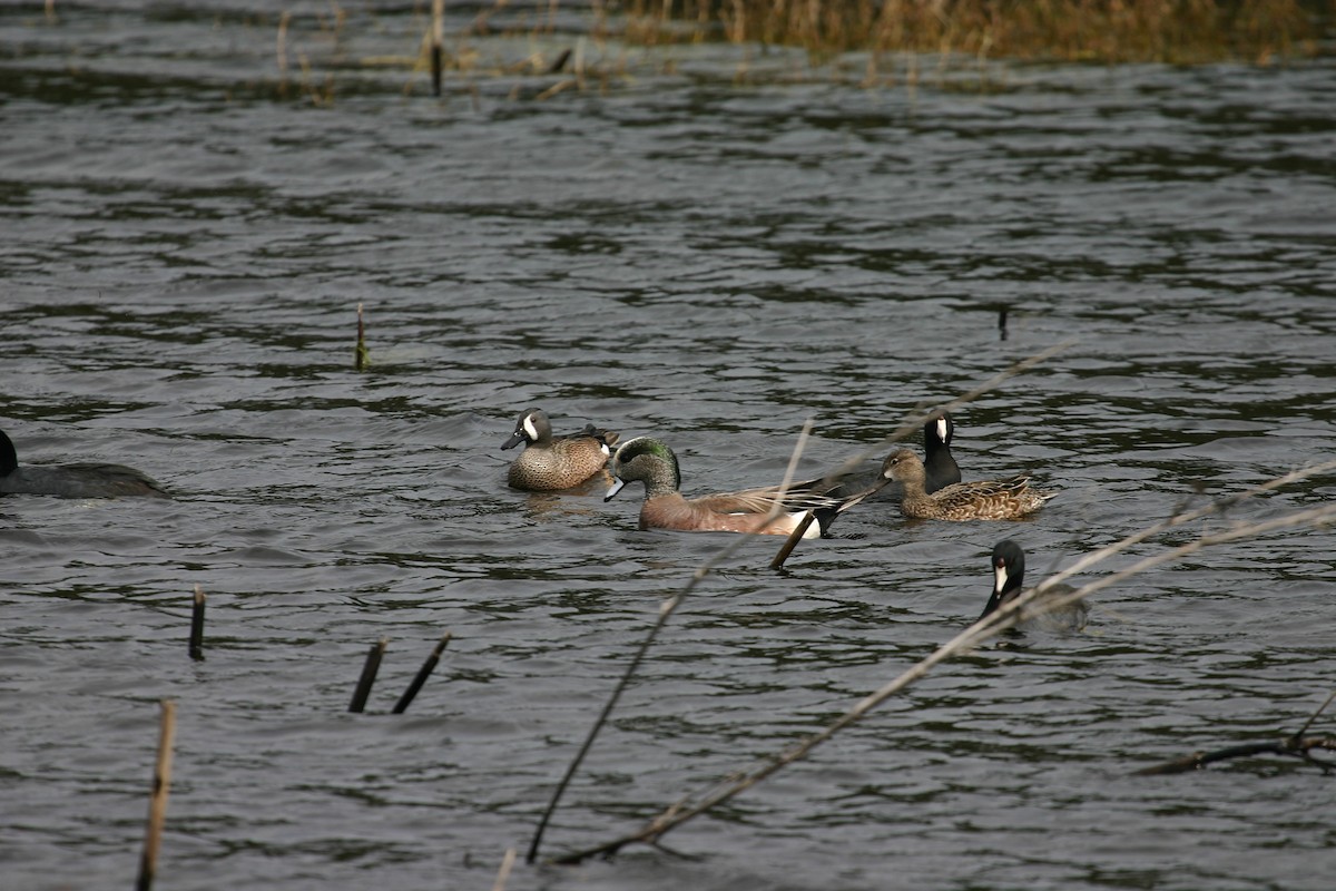 American Wigeon - ML640850570