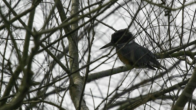 Belted Kingfisher - ML640850574