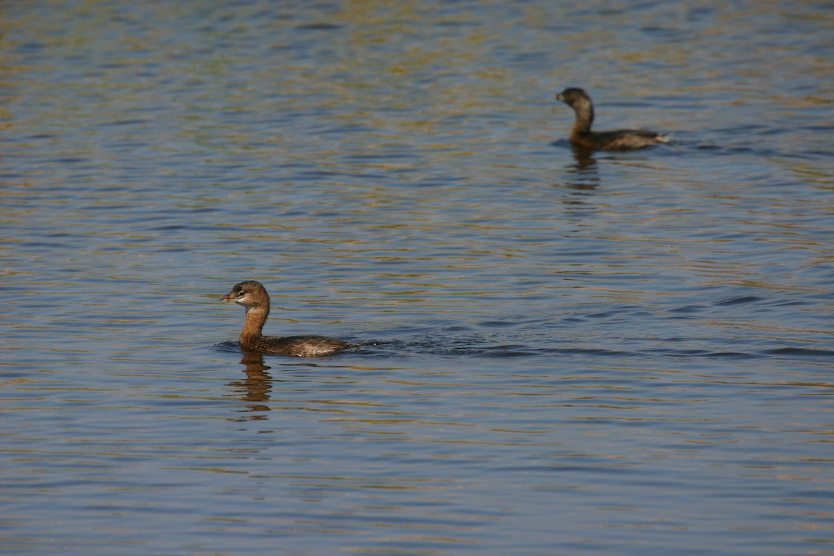 Pied-billed Grebe - ML640850582