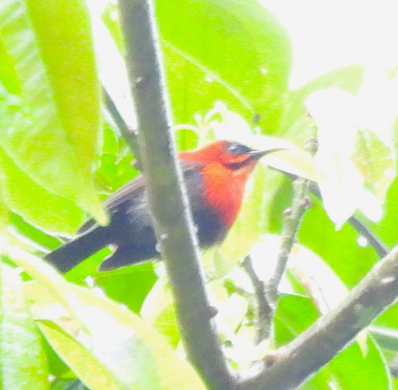 Crimson Sunbird (Sulawesi) - ML640850605