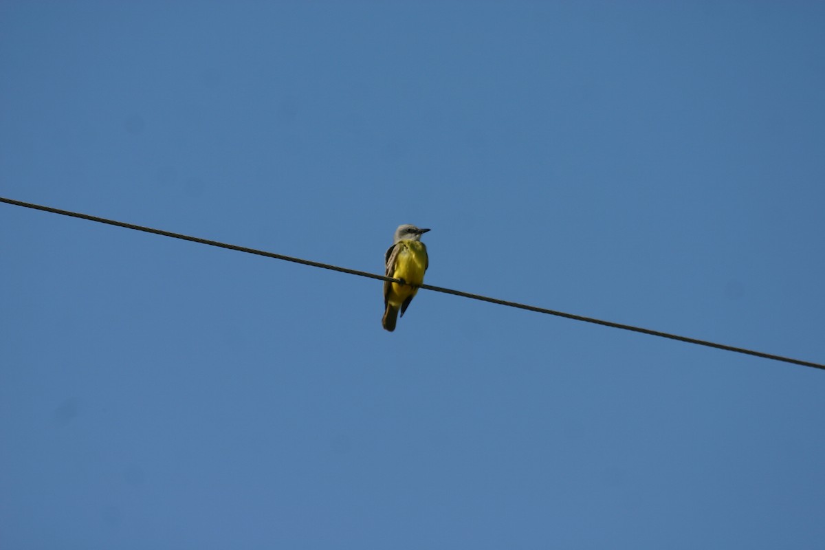 Couch's Kingbird - ML640850622