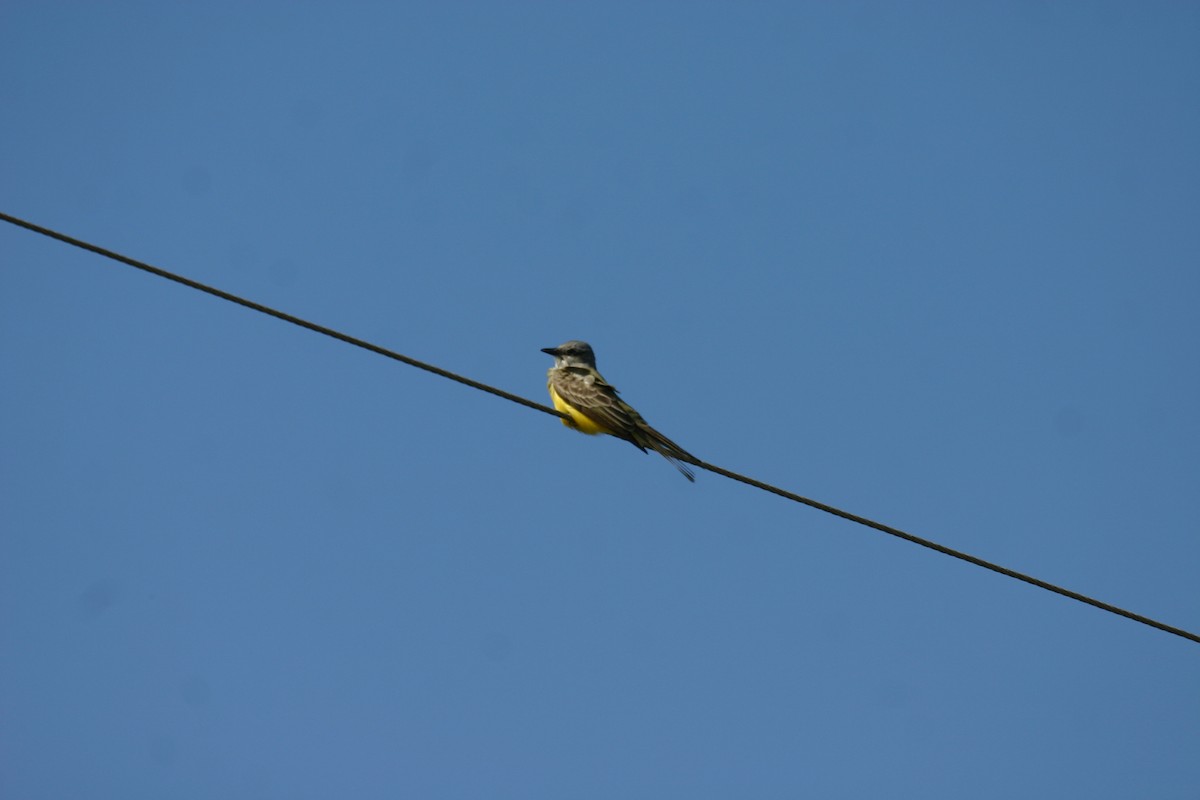 Couch's Kingbird - ML640850628