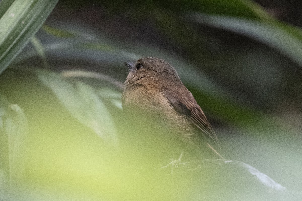 Bronze-olive Pygmy-Tyrant - ML640850655