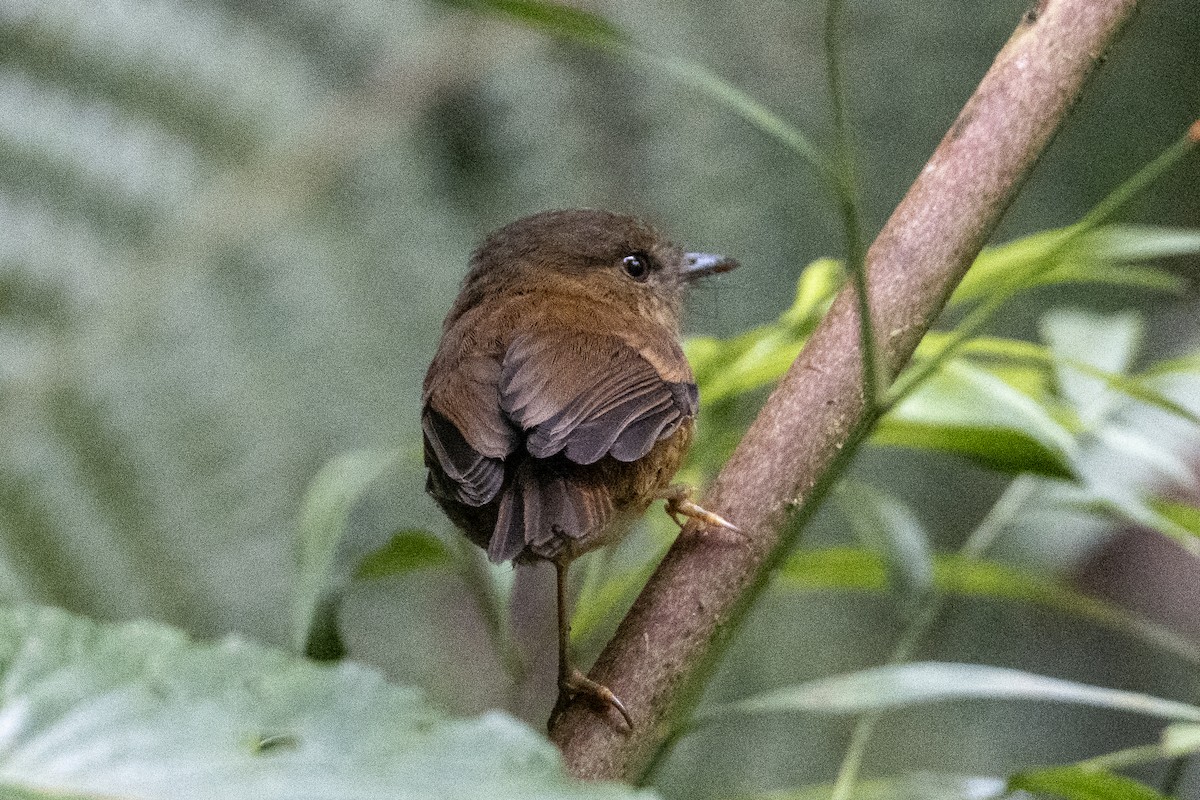 Bronze-olive Pygmy-Tyrant - ML640850661