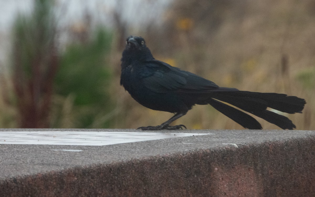 Great-tailed Grackle - ML640850685