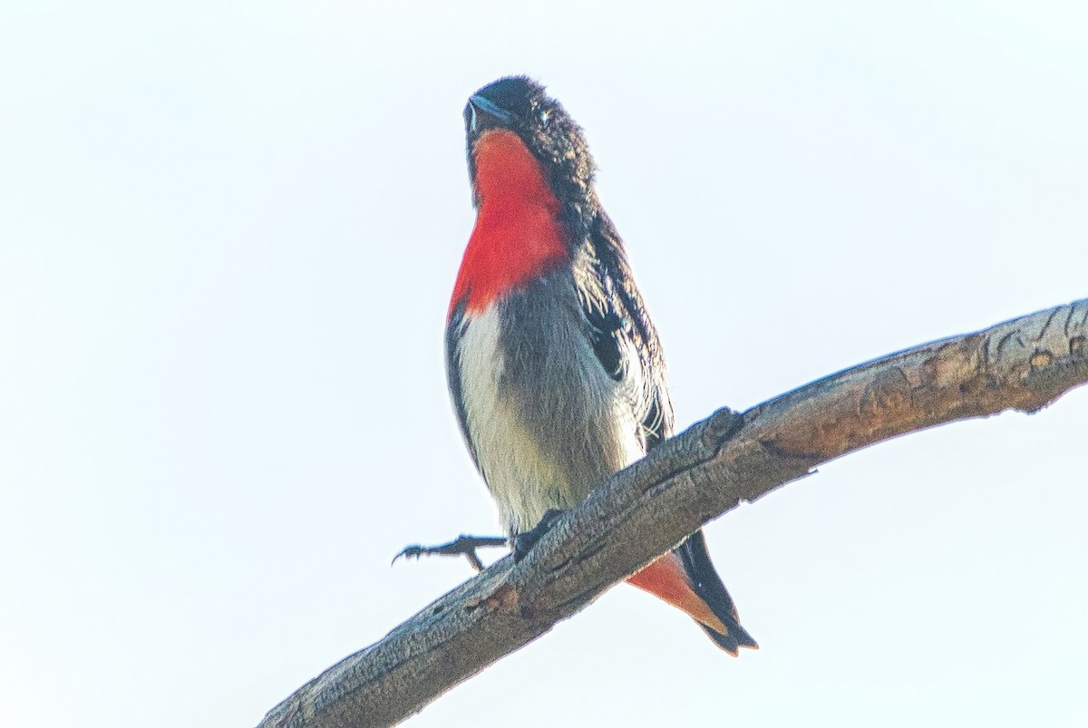 Mistletoebird - ML640850688