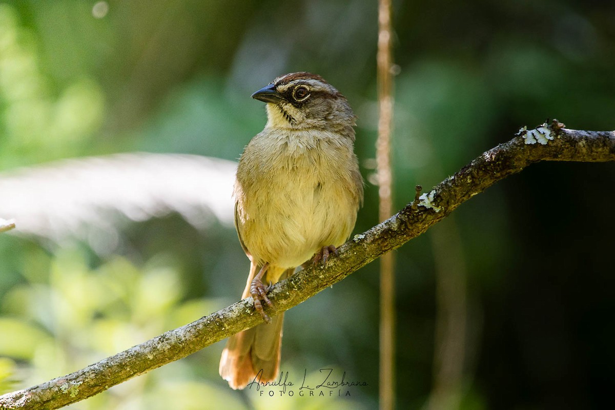 Oaxaca Sparrow - ML640850693