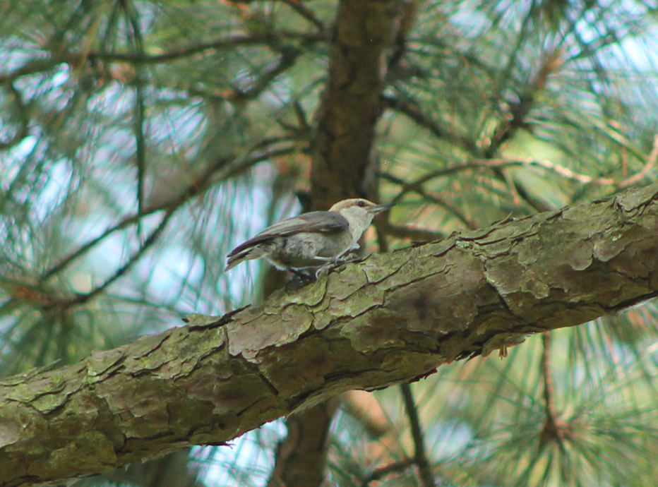Brown-headed Nuthatch - ML640850694