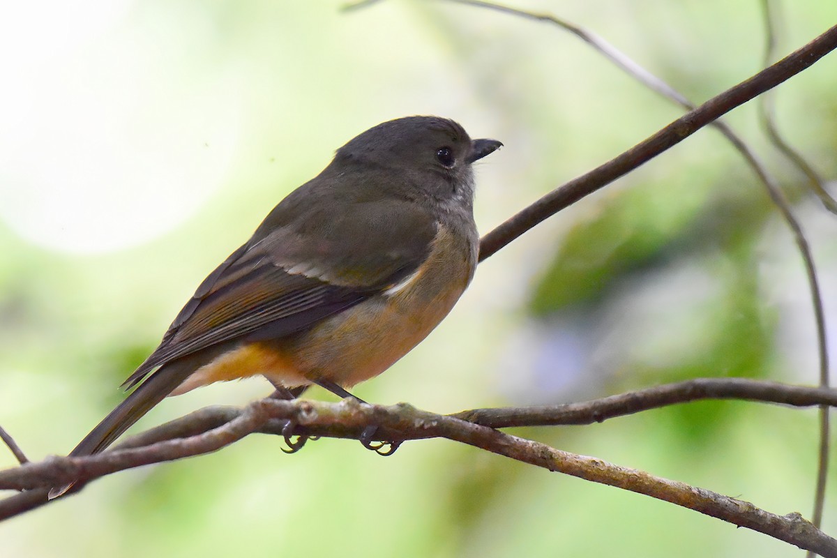 Gray Whistler (Gray-headed) - ML640850699