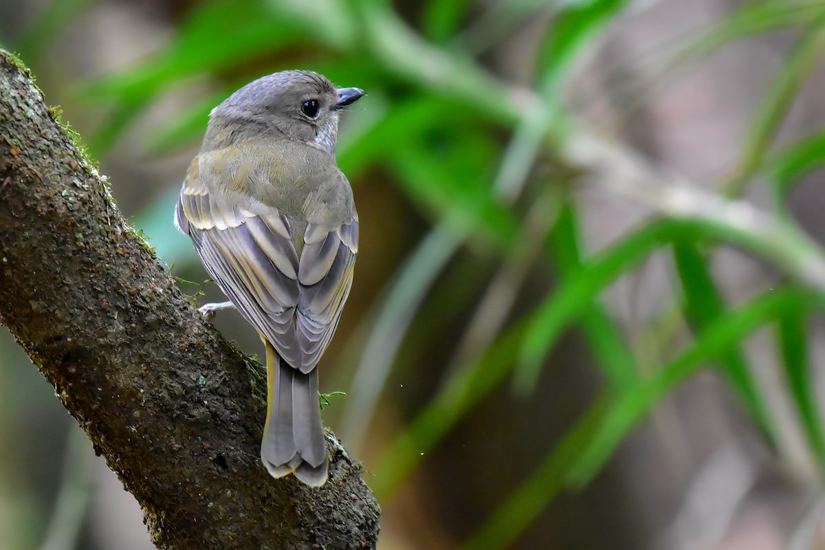 Gray Whistler (Gray-headed) - ML640850700