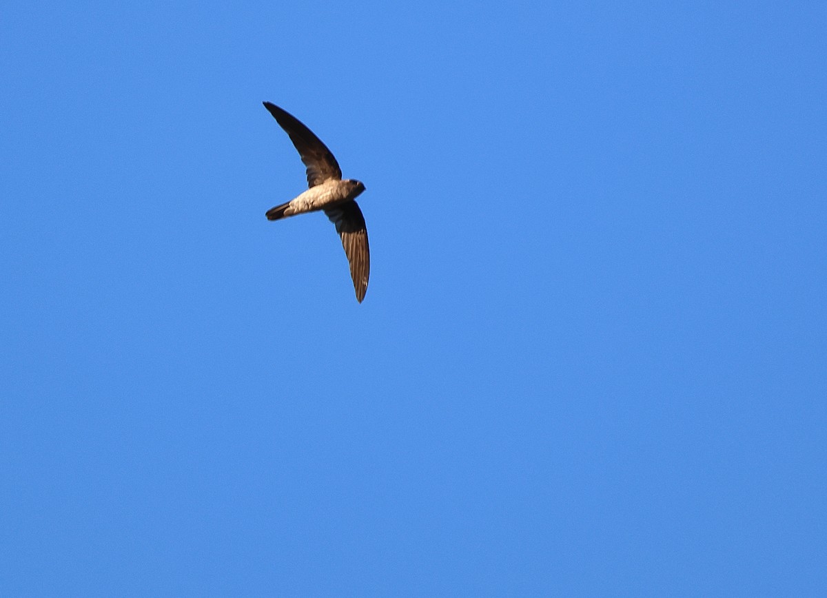 White-nest Swiftlet (Germain's) - ML640850733