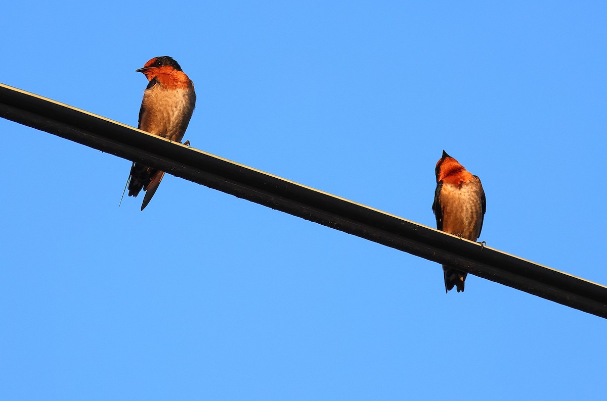 Pacific Swallow - ML640850738