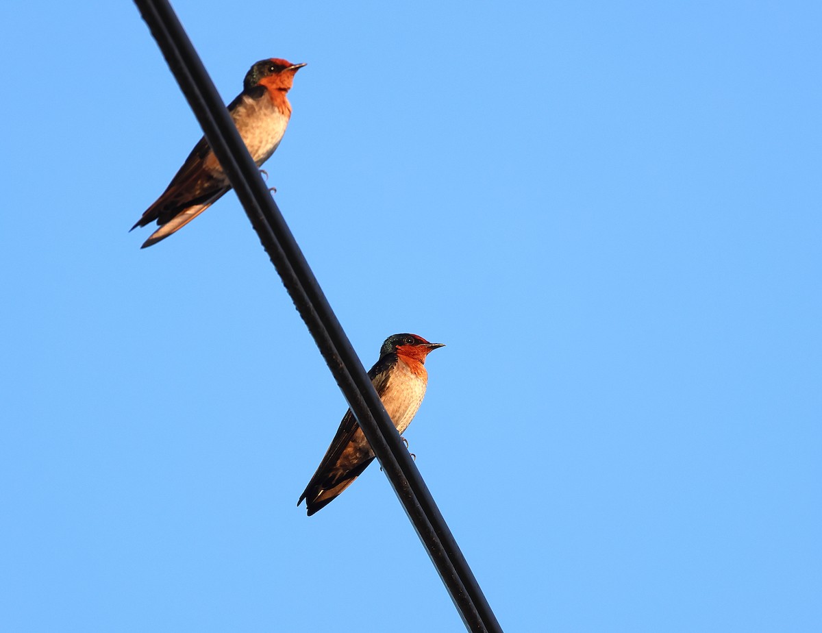 Pacific Swallow - ML640850739