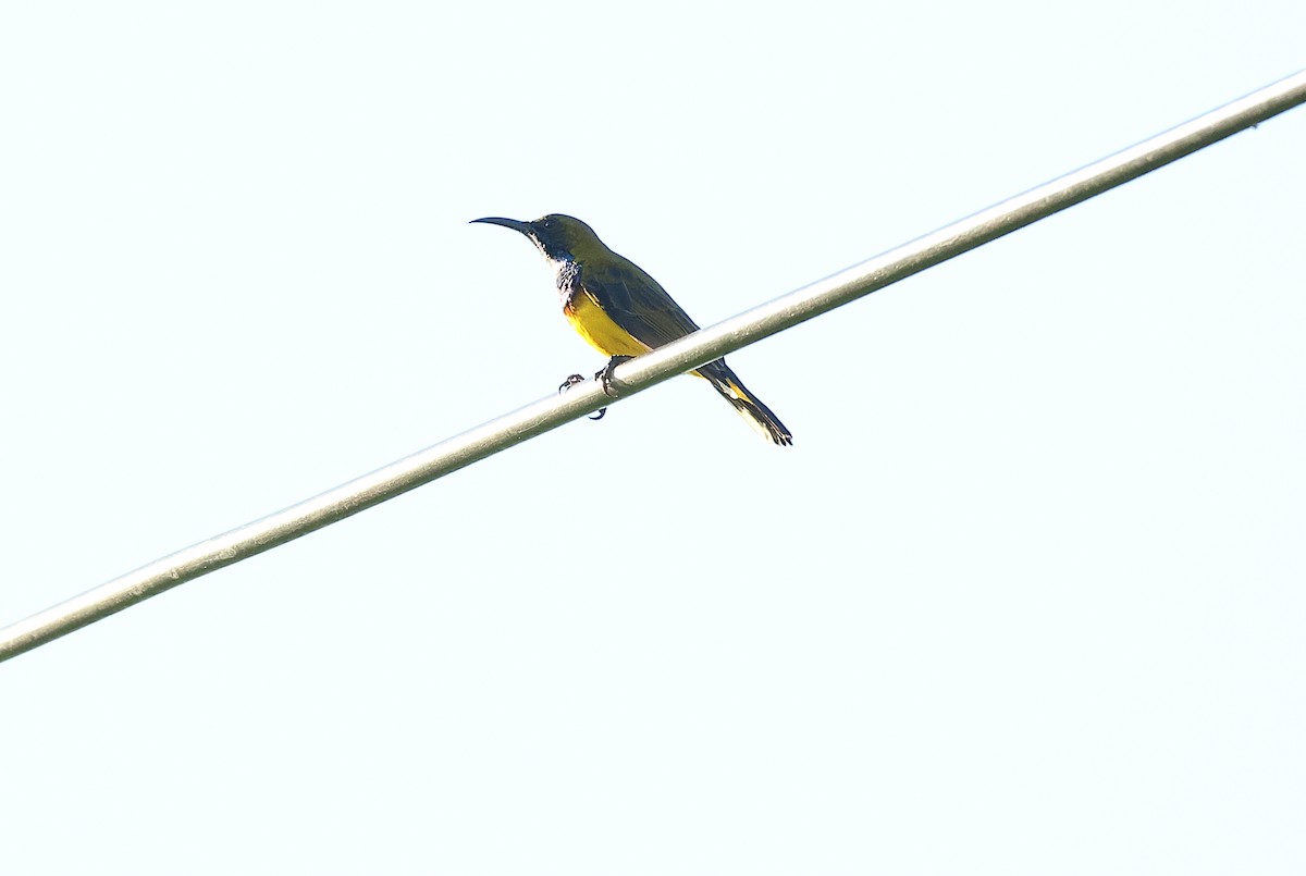 Ornate Sunbird - ML640850740