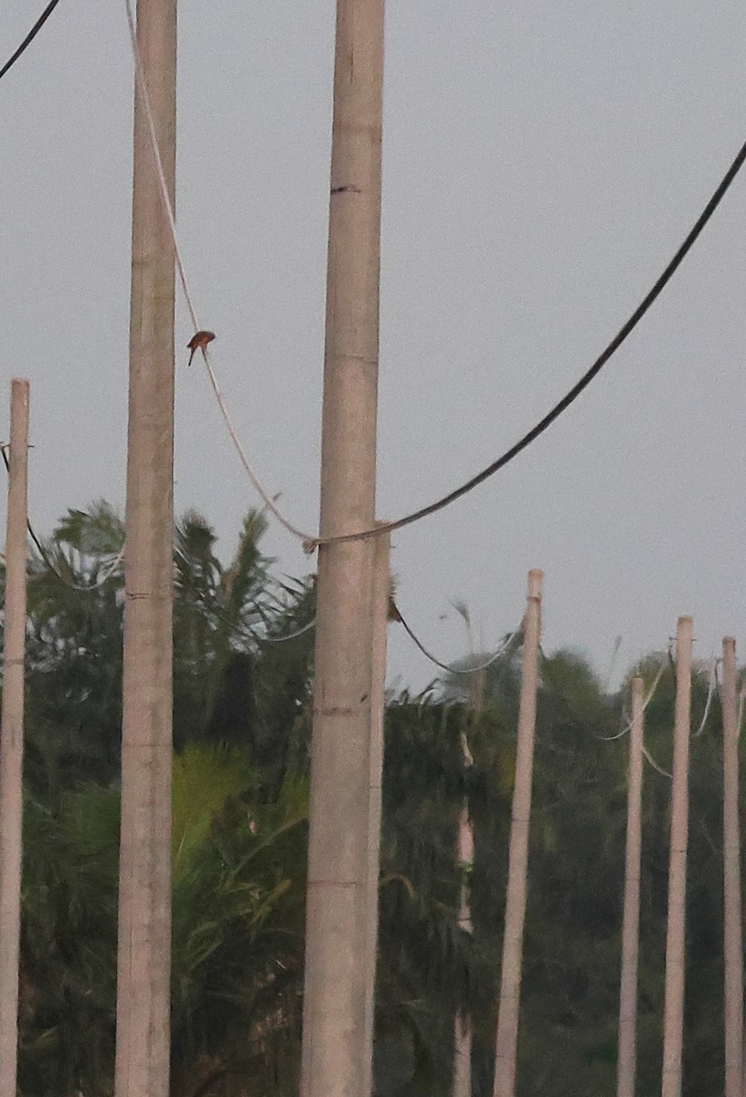 Plaintive Cuckoo - ML640850758