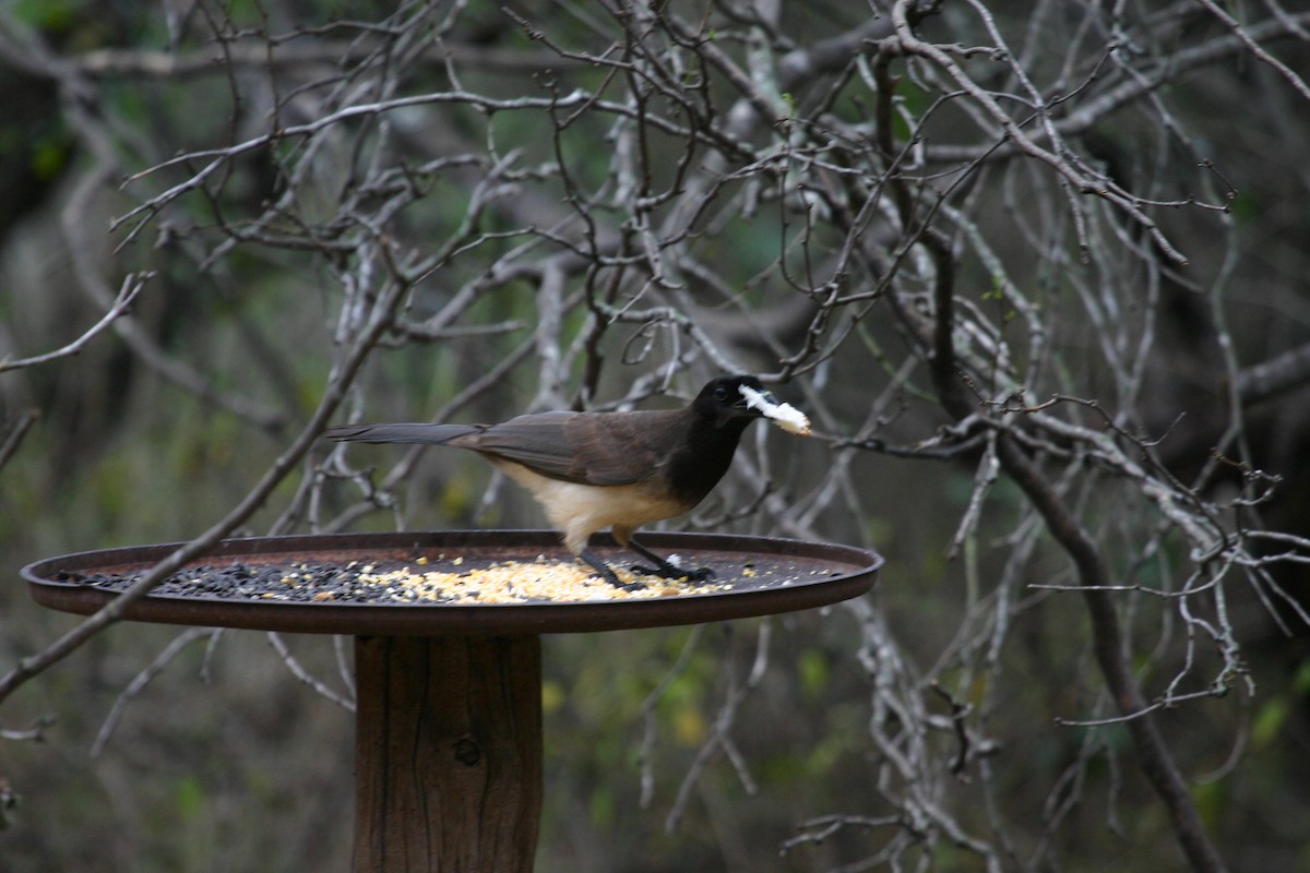 Brown Jay - ML640850803