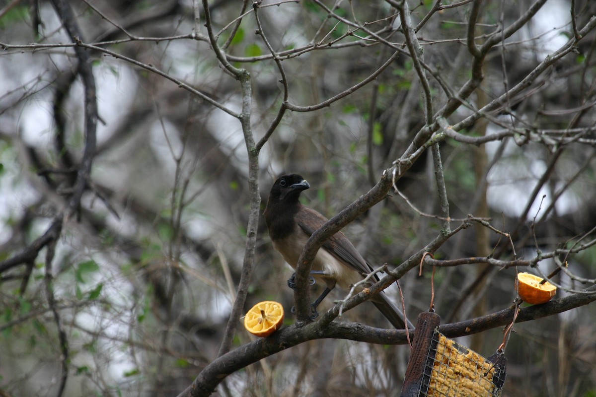 Brown Jay - ML640850807