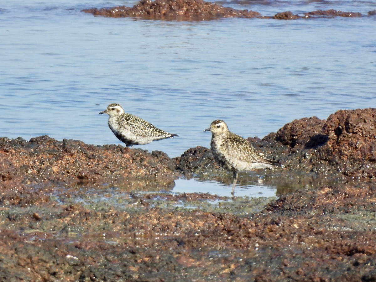 Tundra-Goldregenpfeifer - ML640850810