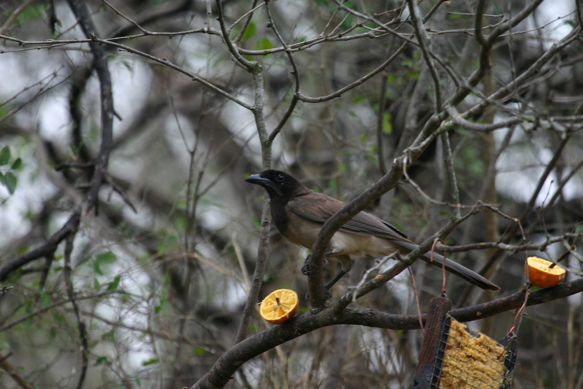 Brown Jay - ML640850812