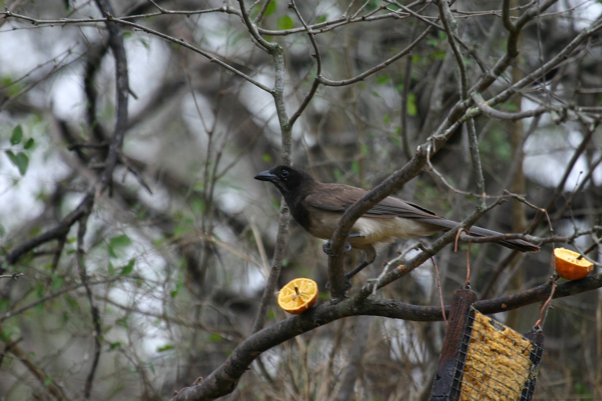 Brown Jay - ML640850819