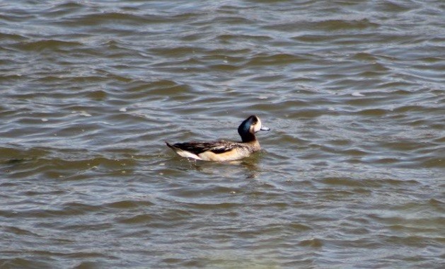 Chiloe Wigeon - ML640850903