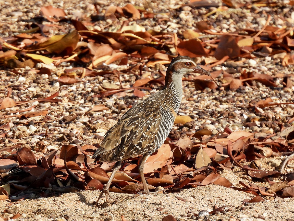 Bindenralle - ML640850915