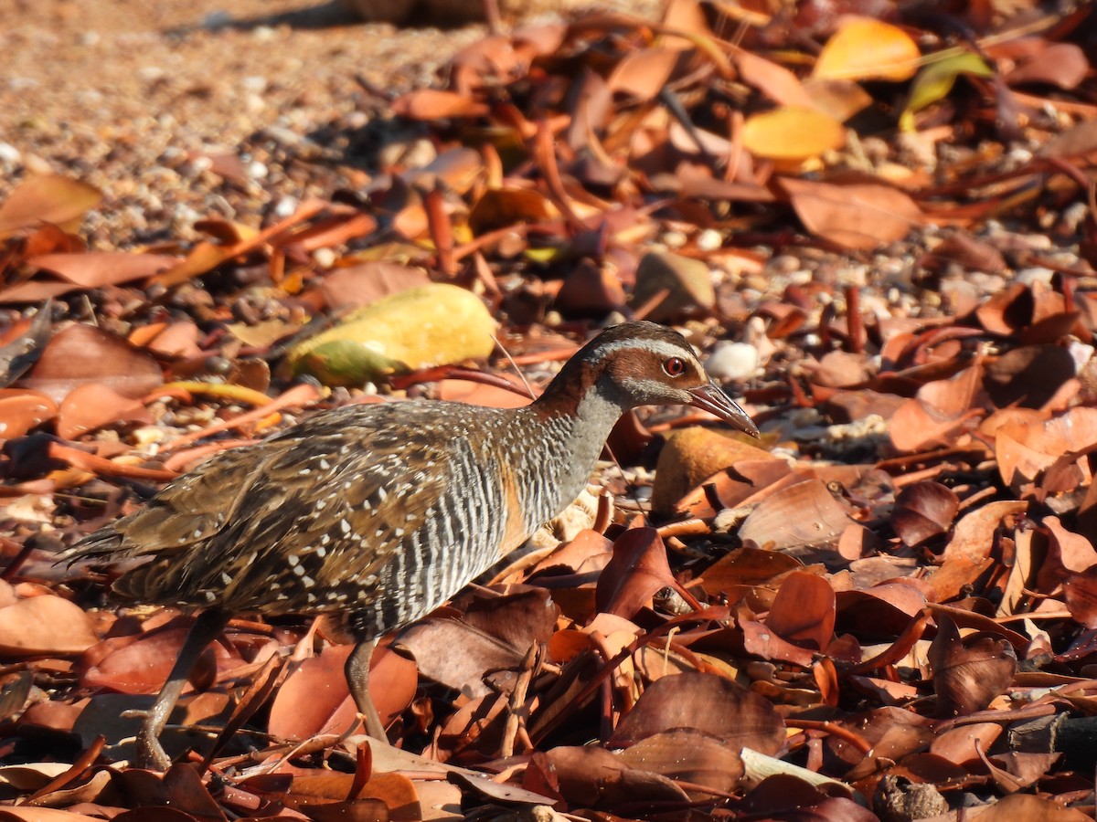 Bindenralle - ML640850916