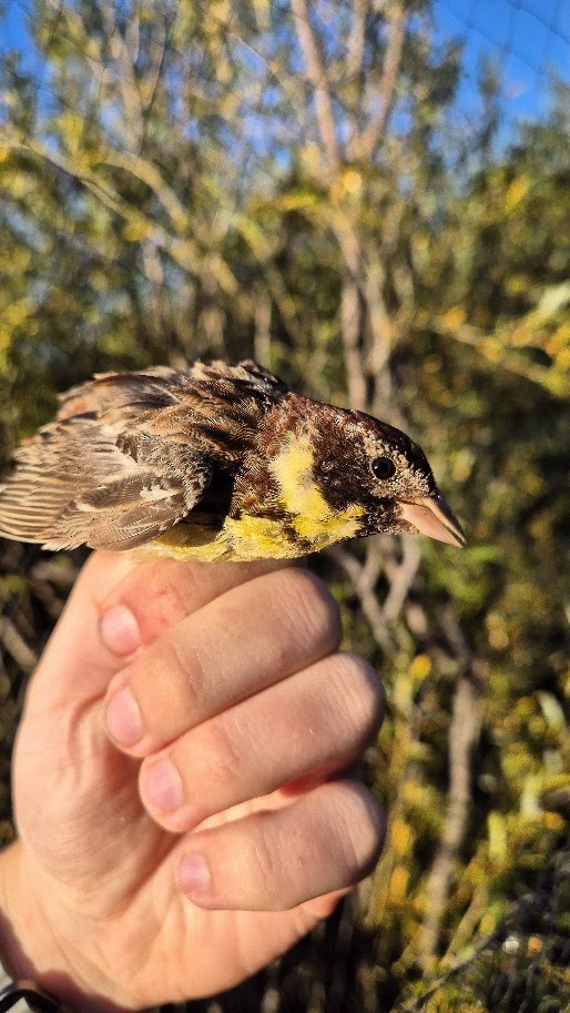 Yellow-breasted Bunting - ML640850918