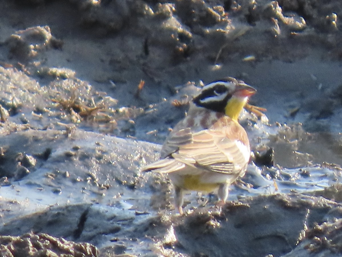 Golden-breasted Bunting - ML640850972