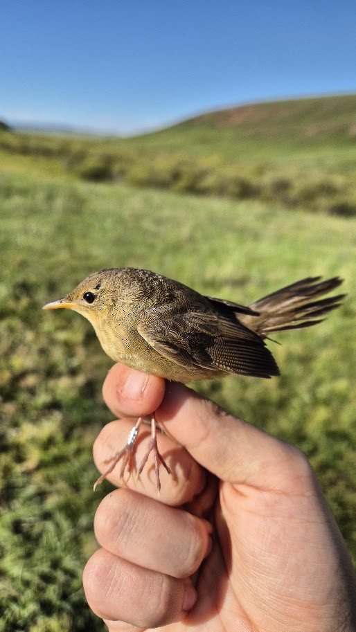 Chinese Bush Warbler - ML640850991