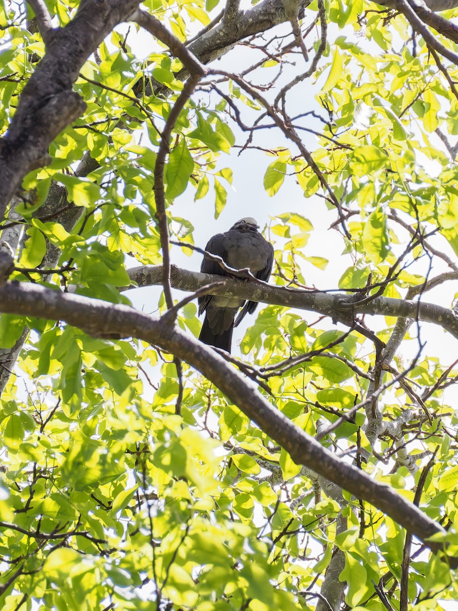 White-crowned Pigeon - ML640851003