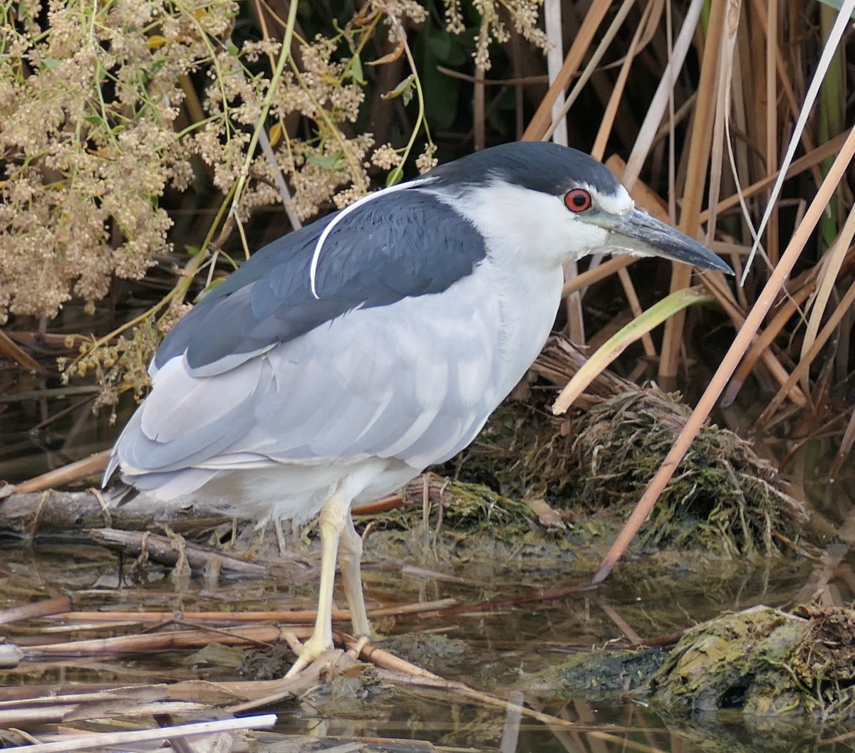 Black-crowned Night Heron - ML640851006