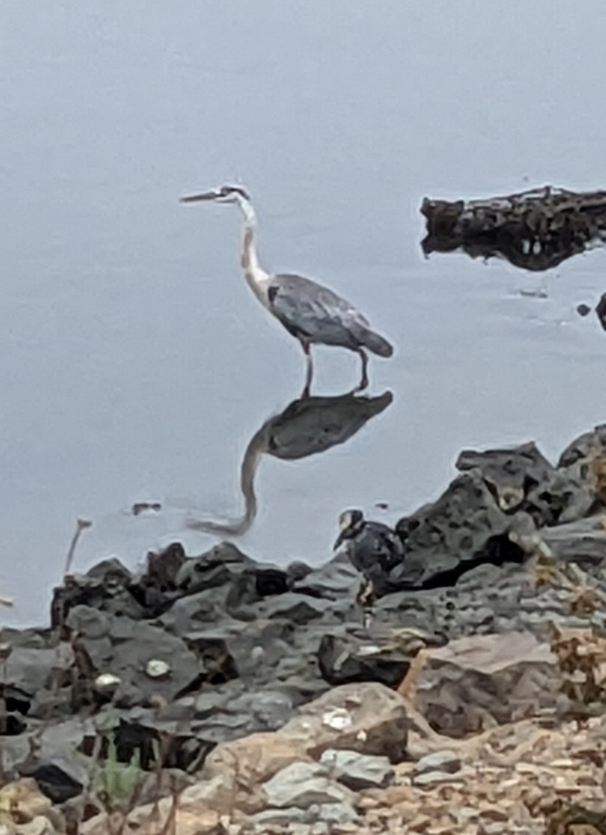 Yellow-crowned Night Heron - ML640851028