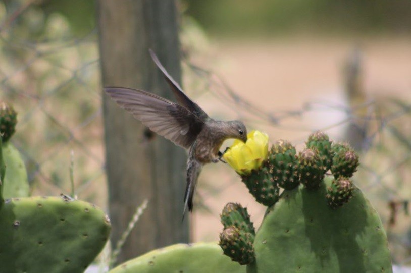 Giant Hummingbird - ML640851075