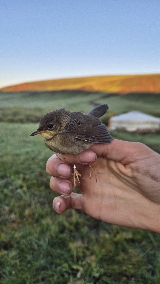 Chinese Bush Warbler - ML640851078