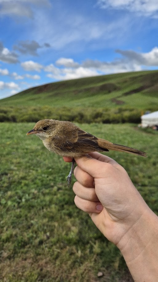 Thick-billed Warbler - ML640851200