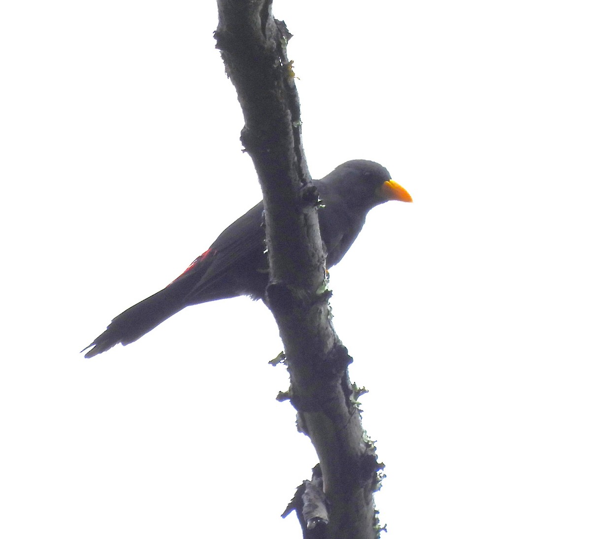 Finch-billed Myna - ML640851205