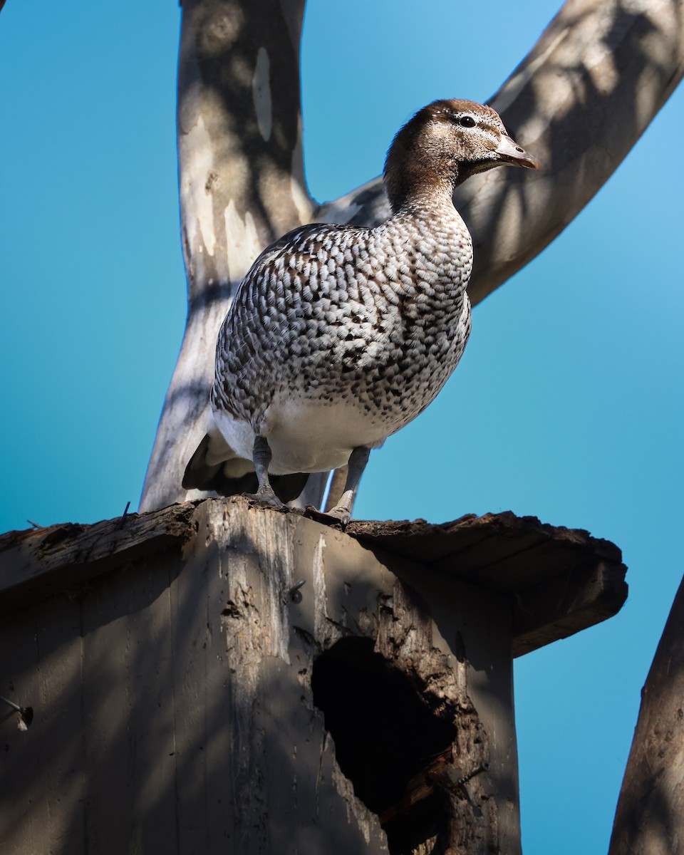 Maned Duck - ML640851222