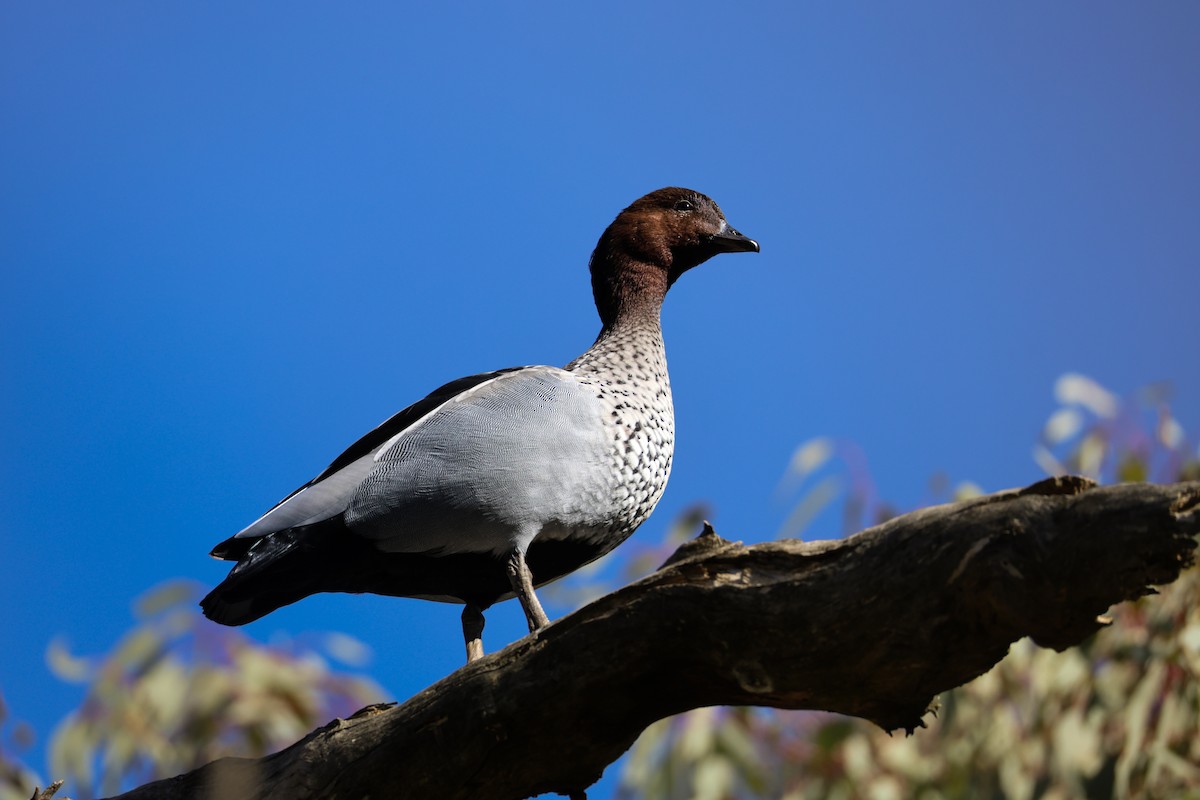 Maned Duck - ML640851223