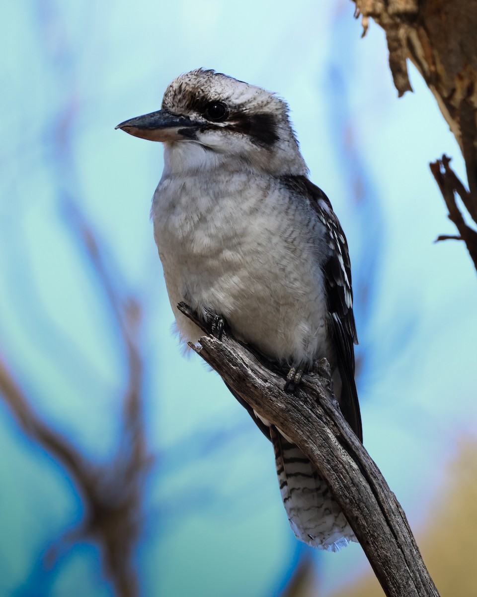 Laughing Kookaburra - ML640851232