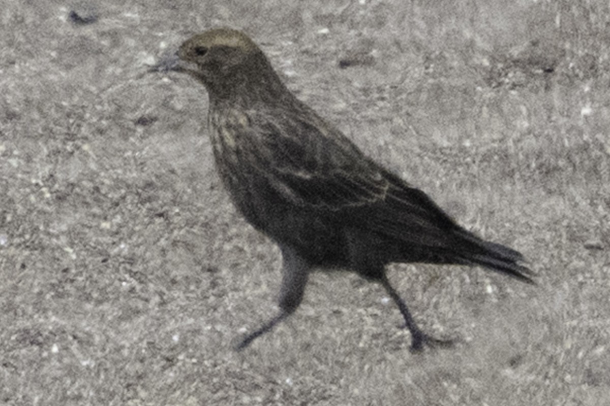 Red-winged Blackbird (California Bicolored) - ML640851236