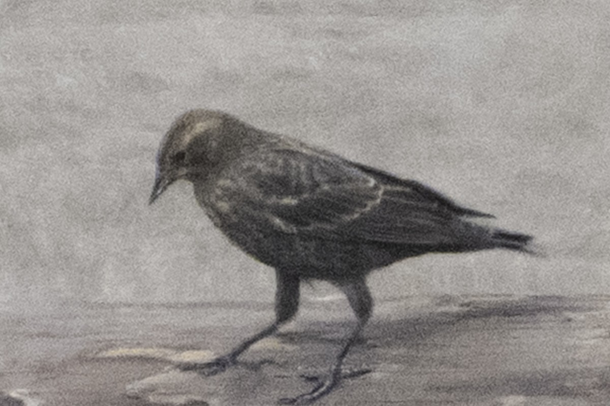 Red-winged Blackbird (California Bicolored) - ML640851240