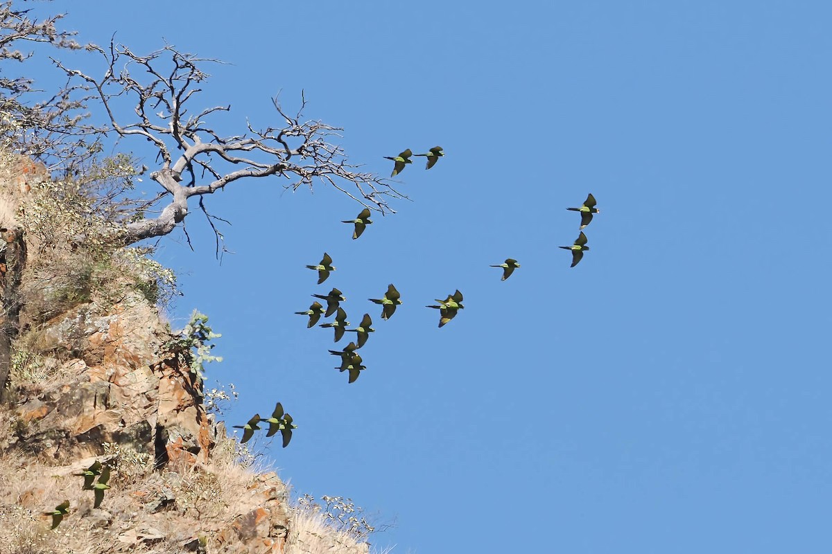 Cordilleran Parakeet - ML640851260