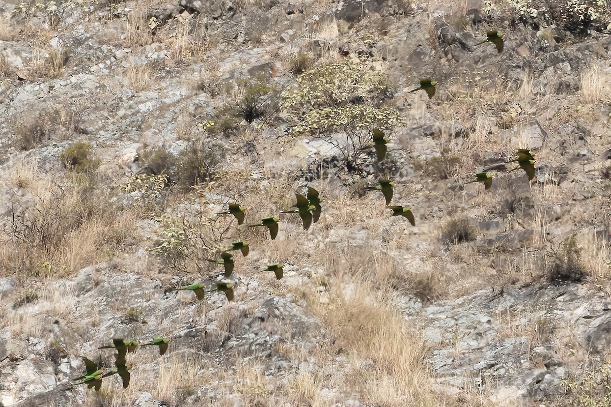 Cordilleran Parakeet - ML640851261